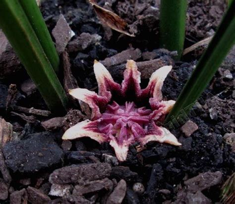 Aspidistra Elatior Palma Verde Exoten