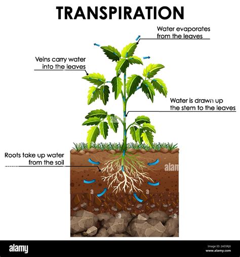 Diagrama Que Muestra La Transpiraci N De La Planta Ilustraci N Imagen