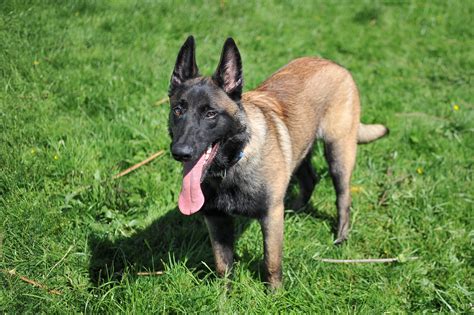 APAGI Lexo CHIEN Berger Belge Malinois à la robe Fauve charbonné