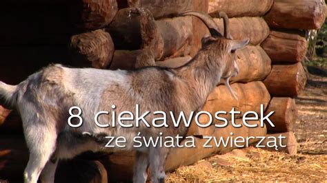 O Czym Mówi Archeozoologia 8 Ciekawostek Ze świata Zwierząt Youtube