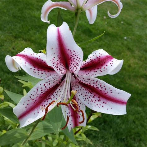 Lilium Dizzy Lily Dizzy Oriental In Gardentags Plant Encyclopedia