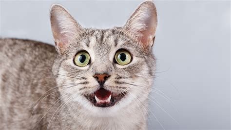 8 Common Cat Noises And What They Really Mean