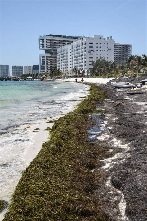 En Fotos El Arribo Del Sargazo En Las Playas De Quintana Roo Infobae