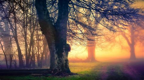 Wallpaper Sunlight Trees Forest Sunset Nature Branch Sunrise