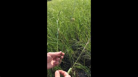 Grasses Rushes Sedges How To Tell Them Apart Youtube