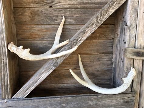 Pair of Large Real Deer Antler Sheds / Authentic Texas Whitetail ...