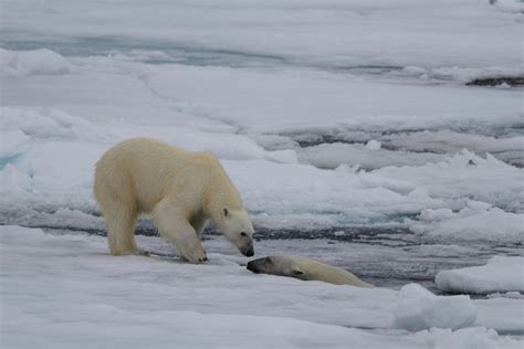 How to Make Enchanting Photos of Cold-Weather Animals - The ...