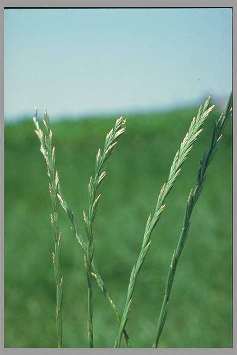 Learn How To Identify Grass Seed Head Growth How To Guides Tips And Tricks