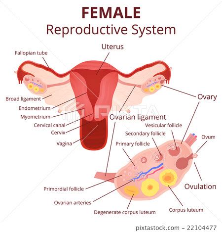 Follicle Female Reproductive System