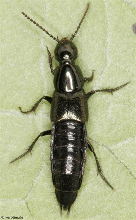 Photo Overview Staphylinidae Rove Beetles Of Germany Kerbtierde