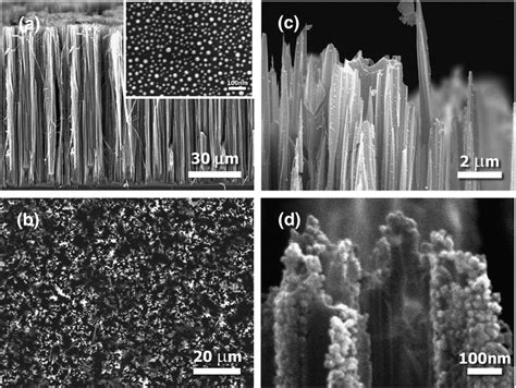 A Cross Sectional And B Plan Viewed Sem Micrographs For