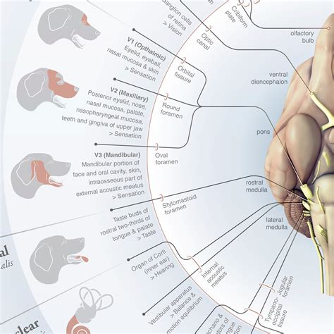 Medical and Veterinary Illustration by Diogo Guerra - CRANIAL NERVES OF THE DOG POSTER