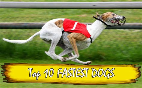 Top 10 fastest dog breeds in the world 2018 - By dogmal