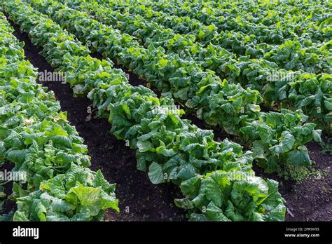 Chinese Flowering Cabbage Planting In Field Stock Photo Alamy