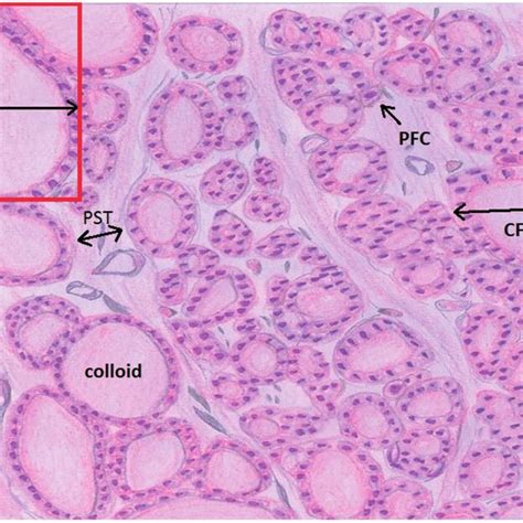 Diagram Of Rat Thyroid Tissue Stained With Hematoxylin Eosin Hande