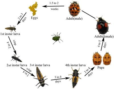 Frontiers Dynamics Of Symbiotic Bacterial Community In Whole Life