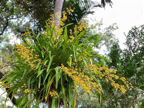 Huge Yellow Dancing Lady Orchid On A Tree Stock Image Image Of