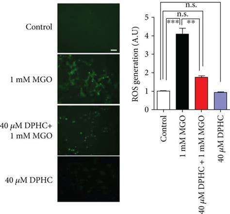 DPHC Scavenges MGO Induced ROS In HEK Cells HEK Cells Were Incubated