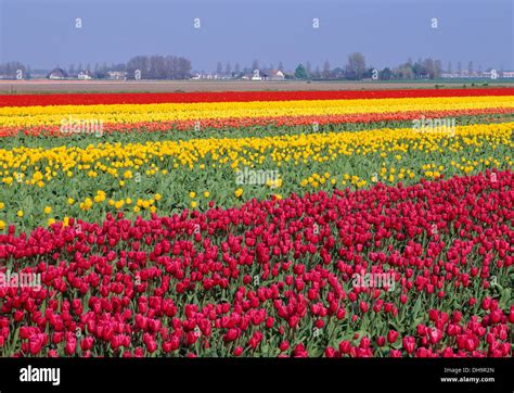 Tulip field, Netherlands Stock Photo - Alamy