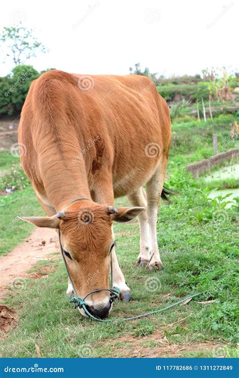 Yellow cattle in the field stock photo. Image of dedication - 117782686