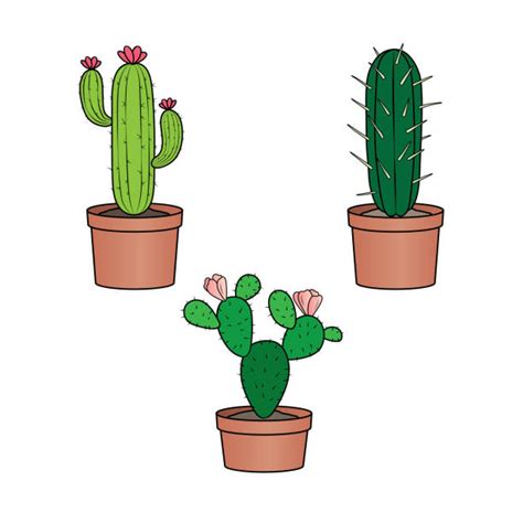 Quelles Sont Les Sortes De Cactus