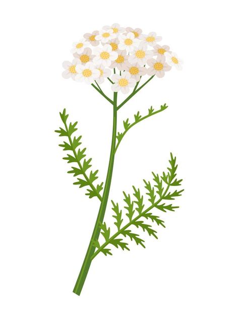 Ilustración De Vector De Flor De Milenrama Nombre Científico Achillea Millefolium Aislado