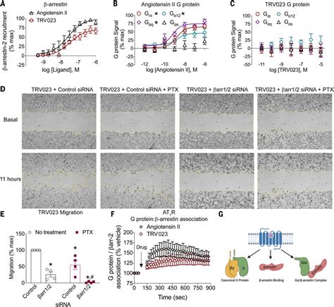 Noncanonical scaffolding of Gαi and β arrestin by G proteincoupled