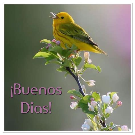 Pin By Marisol Maldonado Perez On Buenos Dias Beautiful Birds Bird