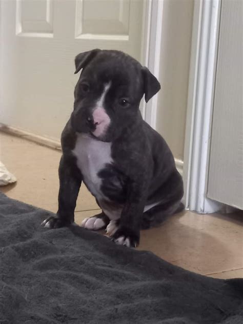 American X English Staffy Redcliffe Petsforhomes
