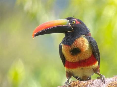 Birding Spots Manuel Antonio Quepos All You Need To Know Before You Go