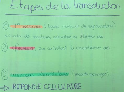 Transduction Du Signal Et Seconds Messagers Flashcards Quizlet