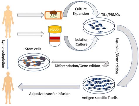 Adoptive Cell Transfer Is It A Promising Immunotherapy For Colorectal