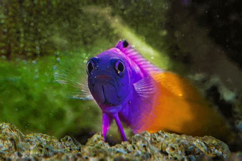 The Crown Jewel of ANY Aquarium: An Overview of the Royal Gramma | Reef ...