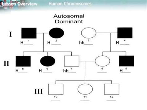 How To Identify Autosomal Dominant Pedigree