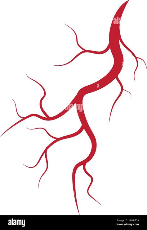 Human Veins And Arteries Illustration Design Template Stock Vector