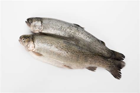 Trucha Arco Iris Destripada Pescados Pelados En Un Fondo Blanco Foto De