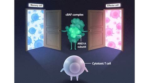 Protein Complex Involved In Controlling T Cell Fate Discovered Technology Networks