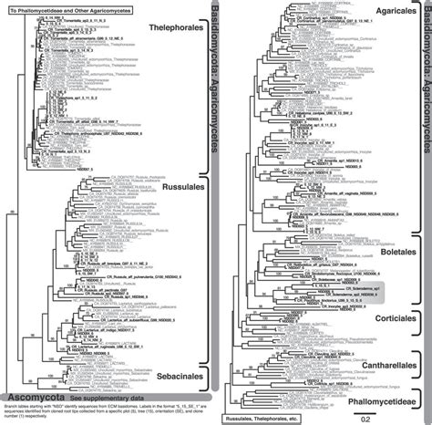 Maximum Likelihood Phylogenetic Analysis Of Nuclear Ribosomal Its 1