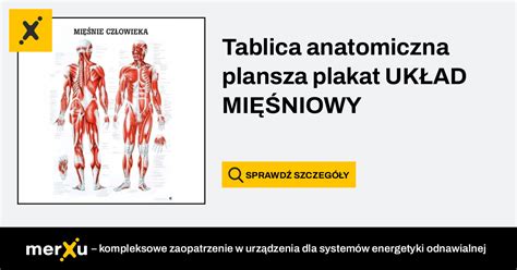 Tablica anatomiczna plansza plakat UKŁAD MIĘŚNIOWY merXu Negocjuj