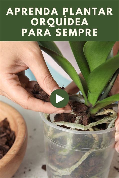 Deseja aprender a cultivar orquídeas Clique na imagem e confira