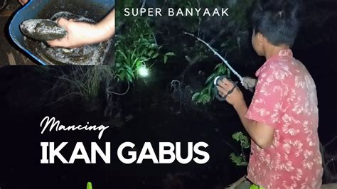 Mancing Ikan Gabus Di Malam Hari Seru Menantang Dan Penuh Hasil