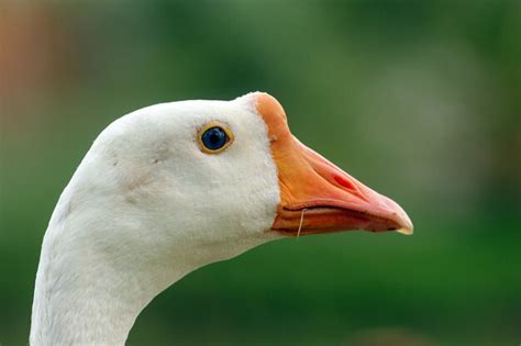 Premium Photo | Goose head close-up