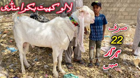 Karachi Lalukhet Bakra Mandi Me Qurbani 2024 Ka Bakra Part 2 YouTube