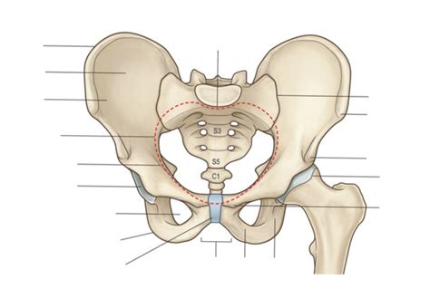 Pelvis Joints Diagram | Quizlet