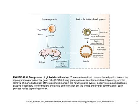 Epigenetics Of Reproduction Ppt Download