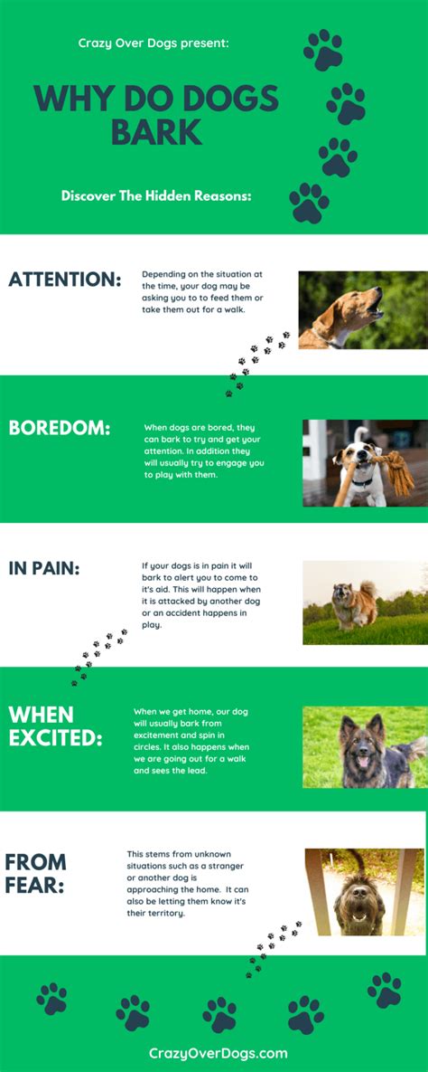 Why Do Dogs Bark At People Infographic Included