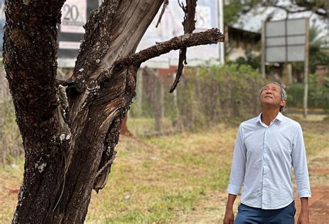 Vereador questiona morosidade para avançar plano de arborização