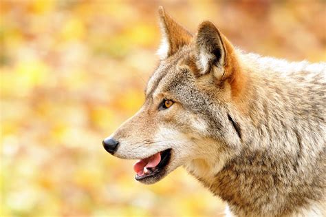 Coyote Profile Taken Back In October Of This Year Wishing Flickr