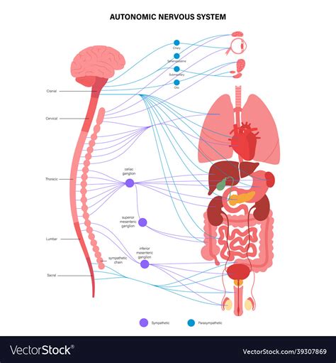 Autonomic Nervous System Royalty Free Vector Image