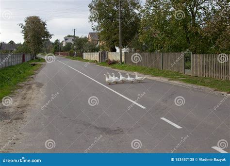 Ducks Crossing the Road,Duck Family is Crossing Over the Outdoors Road Â in the Village Stock ...